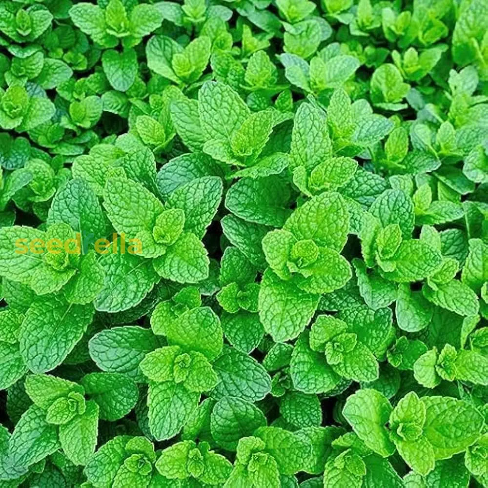 Mint Seeds For Easy Planting Vegetable Seeds