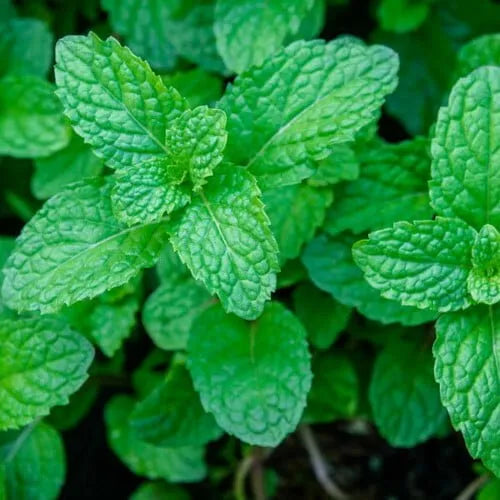 Mint seeds for planting in home herb gardens