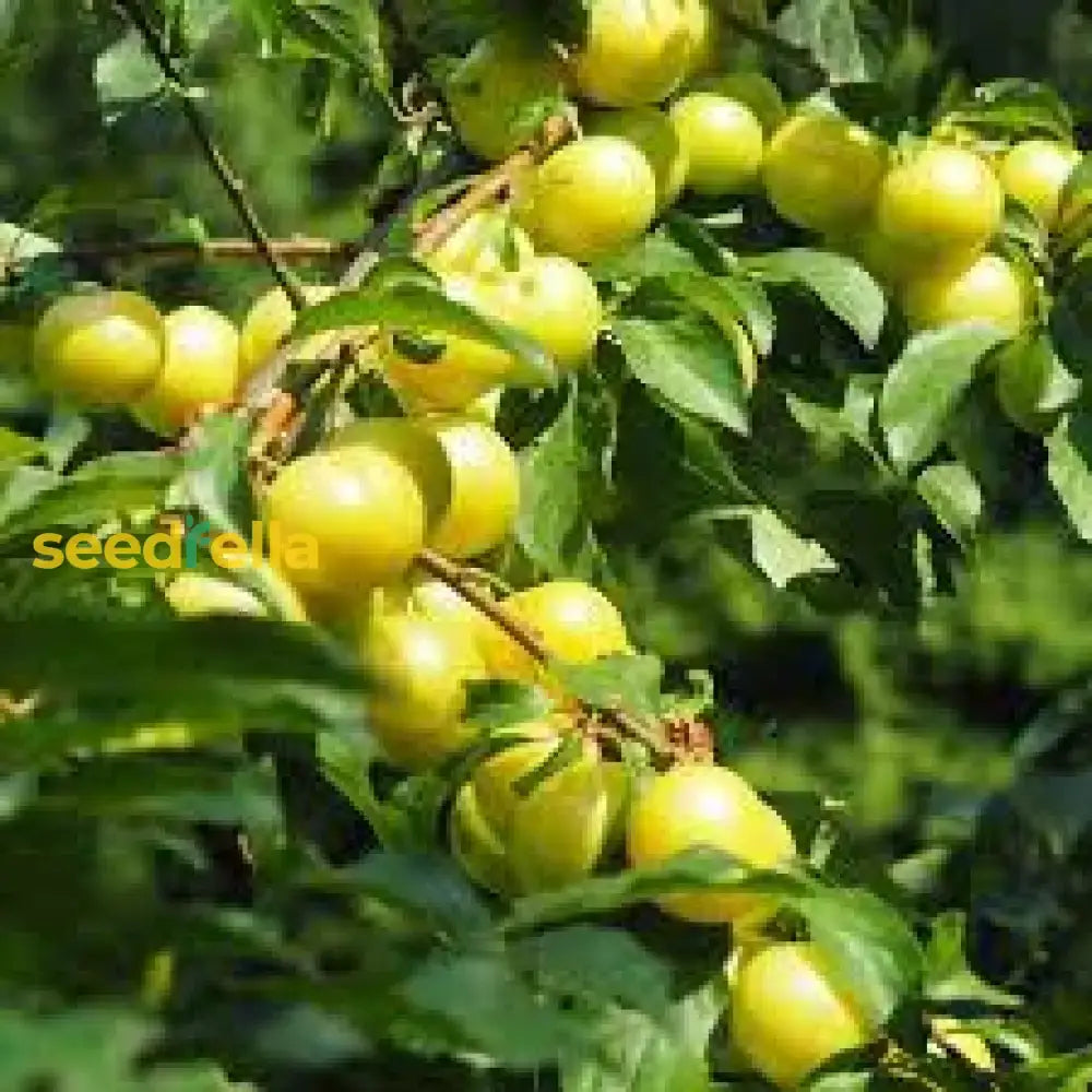 Mirabelle Plum Seeds For Fruit Planting  Perennial Spring Growth