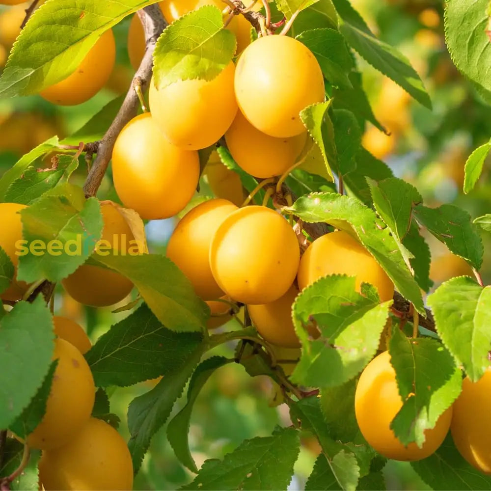 Mirabelle Plum Seeds For Fruit Planting  Perennial Spring Growth