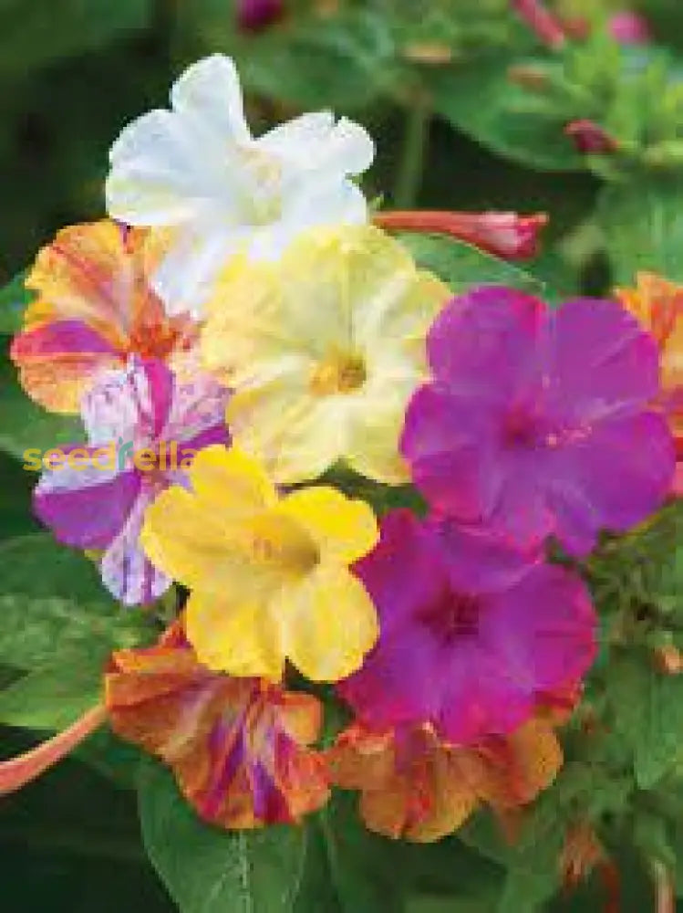 Mirabilis Flower Seeds For Easy Planting