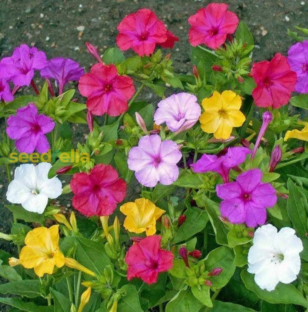 Mirabilis Flower Seeds For Easy Planting