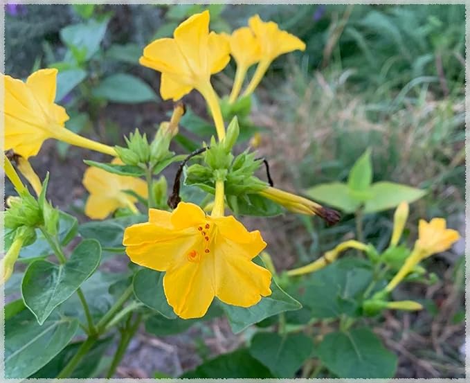 Yellow Mirabilis Flowers Growing in Garden Bed