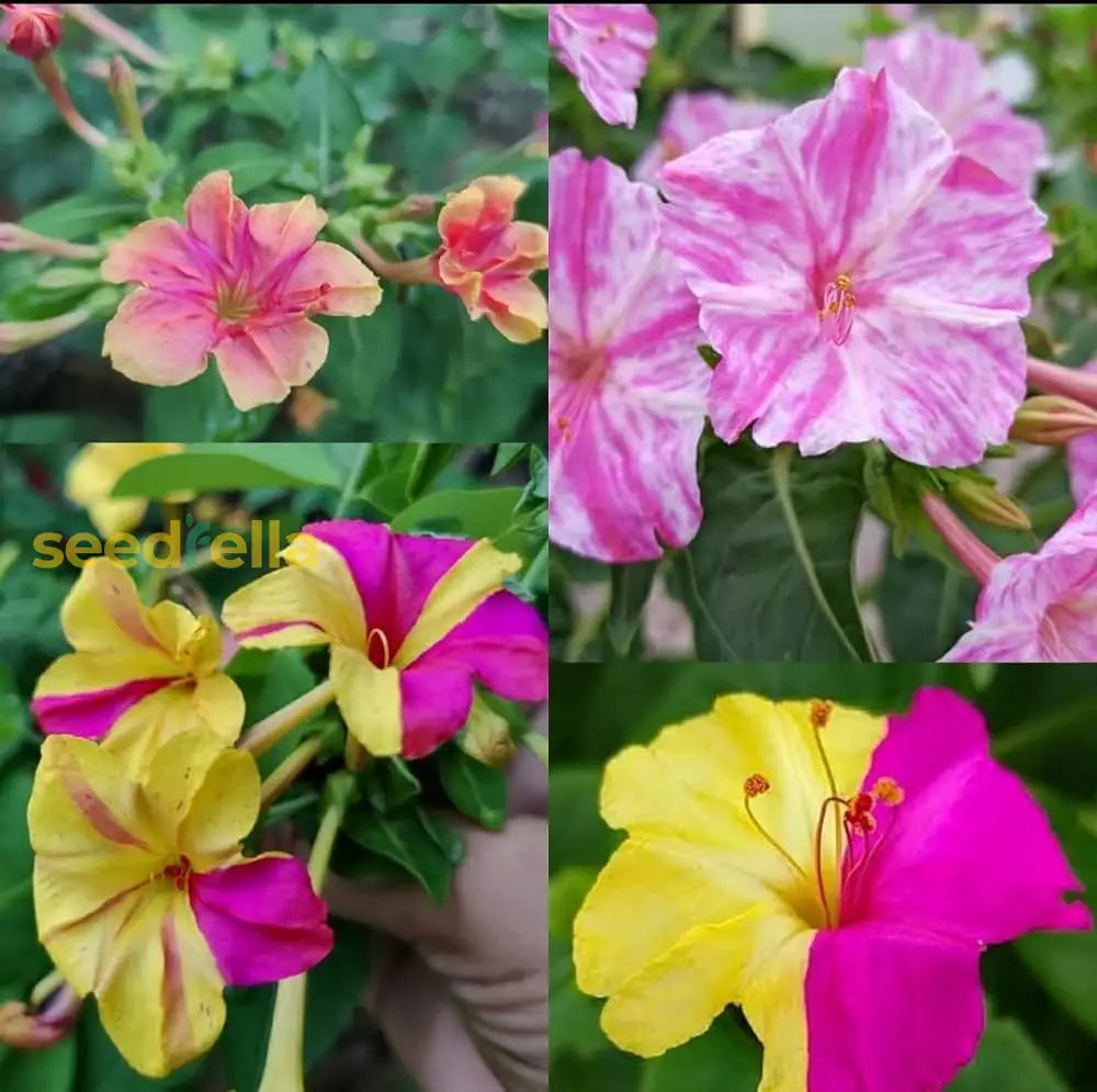 Mirabilis Jalapa Flower Seeds: Complete Planting Guide Seeds