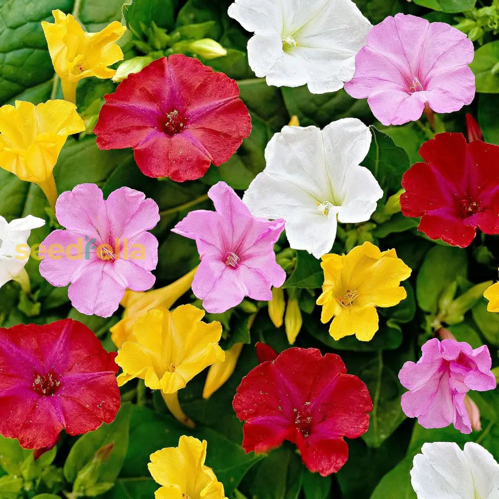 Mirabilis Jalapa Flower Seeds for Planting