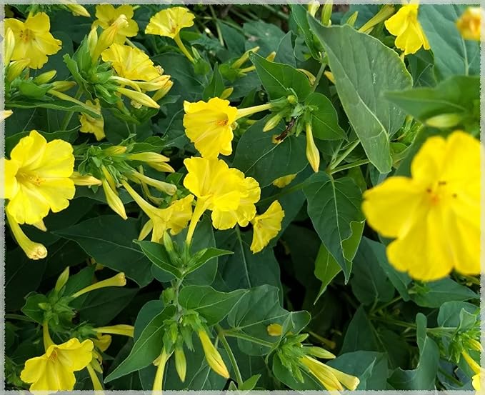 Mirabilis Jalapa Plant with Green Foliage and Yellow Blossoms