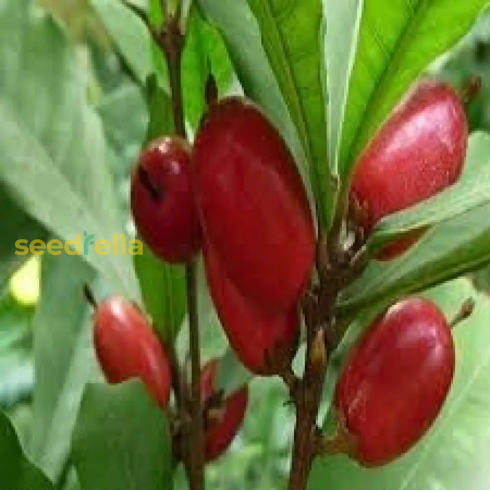 Miracle Fruit Seeds Dulcificum for Planting Exotic Fruit