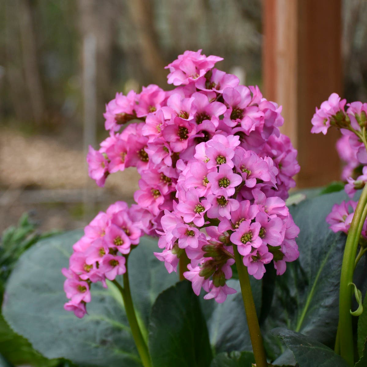 Pink Bergenia Flower seeds for Planting - Shade Tolerant, Heirloom & GMO Free Seeds for Home Garden
 
 Sale for planting in home garden