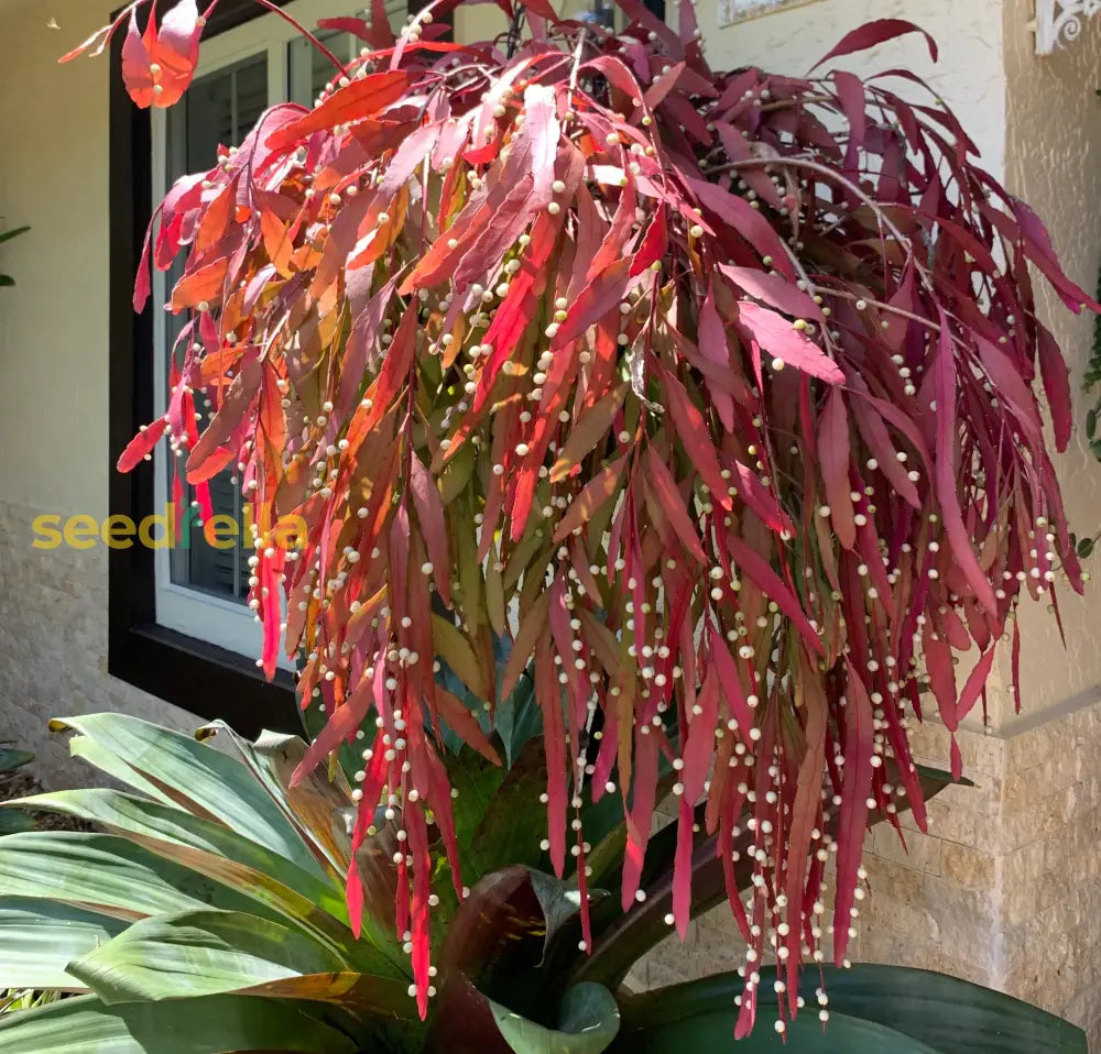Red Mistletoe Cactus seeds germinating seedlings