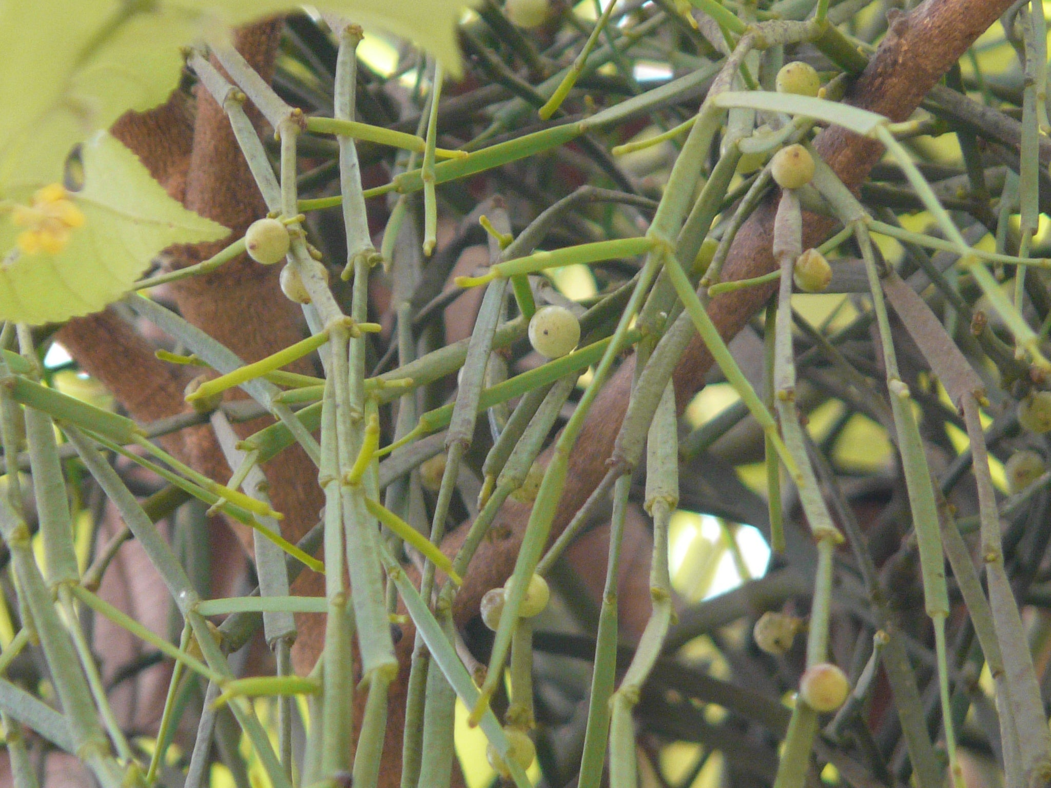 Mistletoe Growing on Host Tree Branch