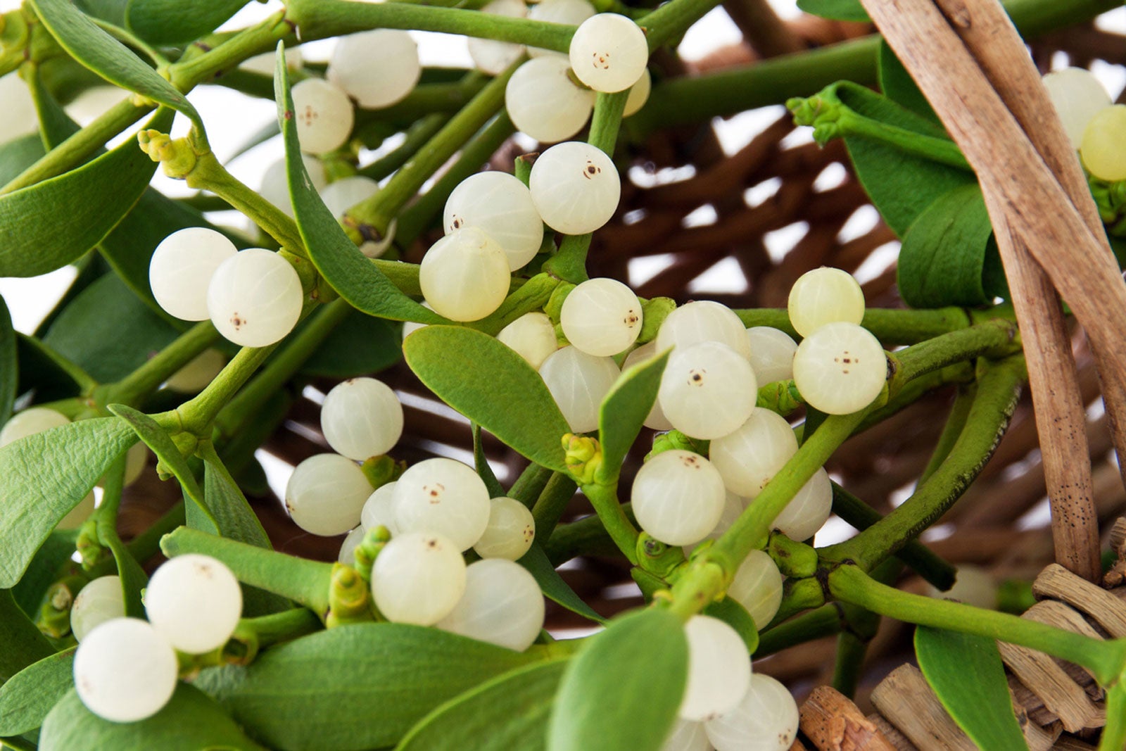 White mistletoe plant with berries growing on tree branch