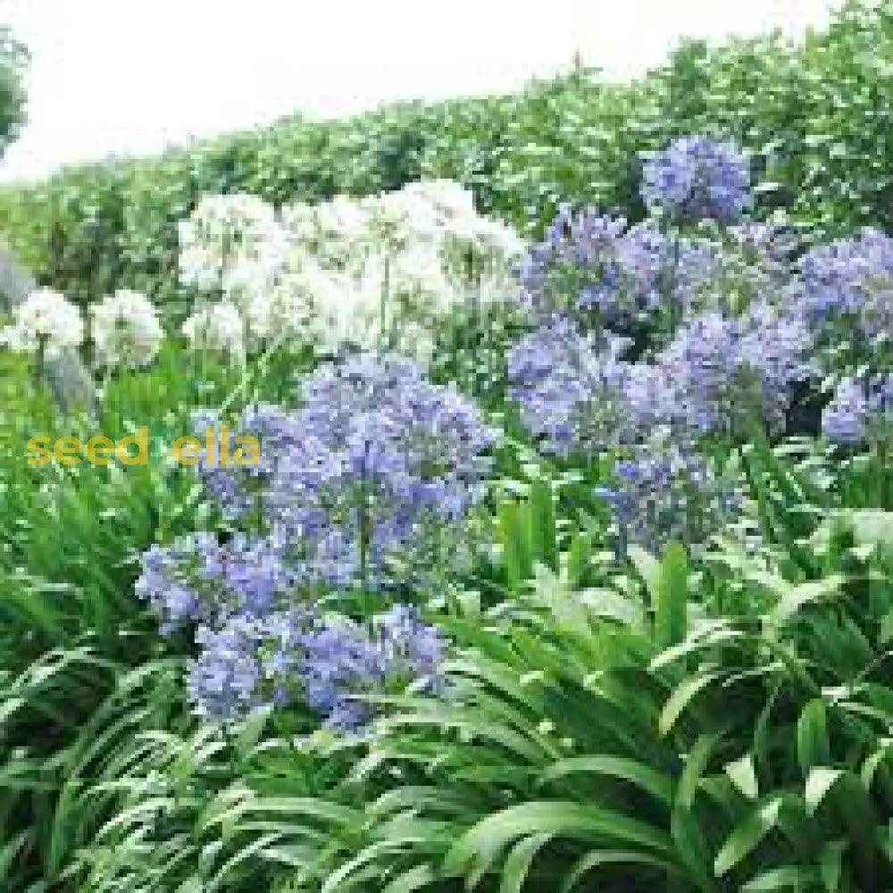 Mix Agapanthus Flower Planting Seeds - Vibrant Perennial For A Beautiful Garden