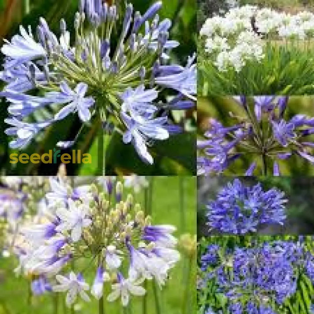 Mix Agapanthus Flower Planting Seeds - Vibrant Perennial For A Beautiful Garden