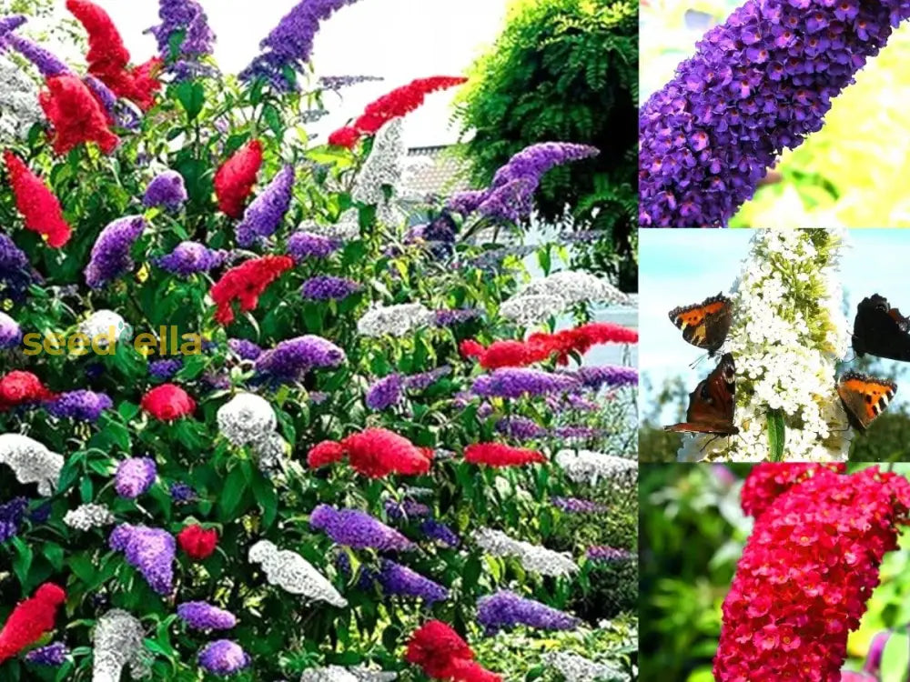 Mix Butterfly Bush Seeds For Planting - Vibrant Flower Gardens Easy To Grow