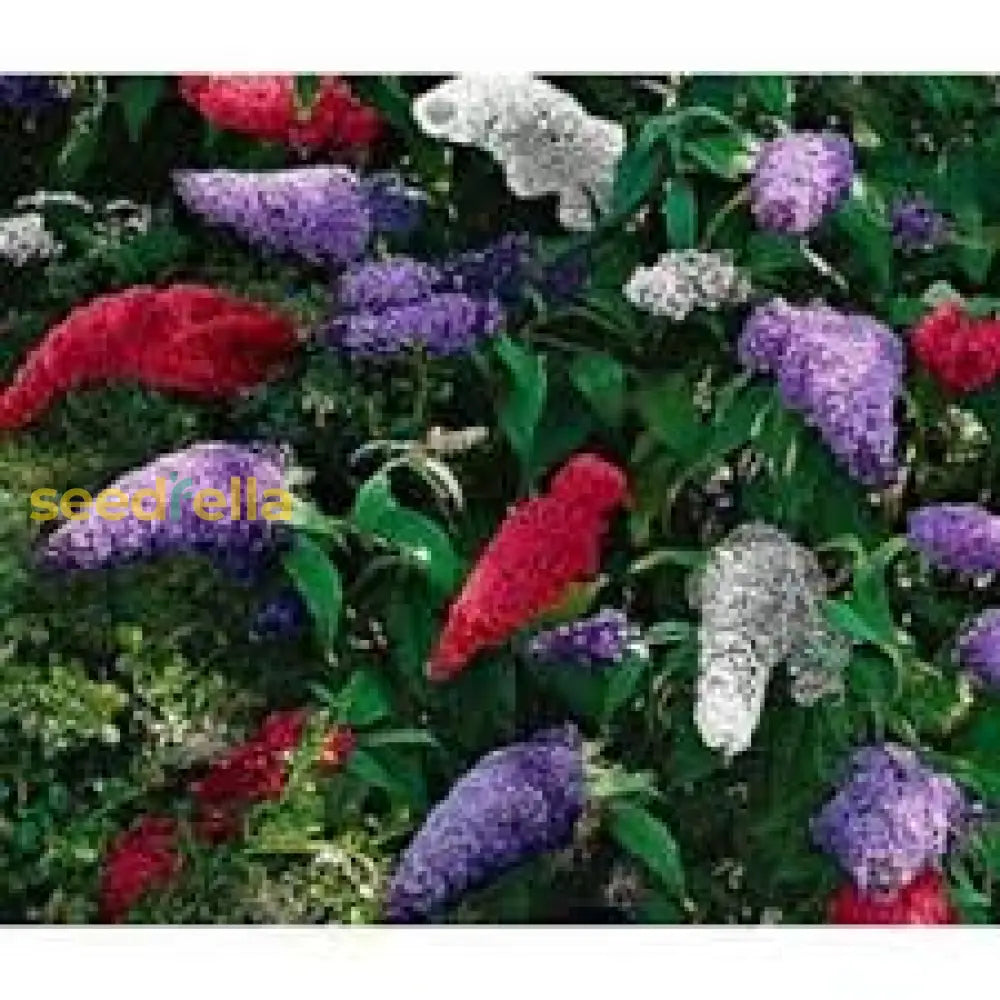 Mix Butterfly Bush Seeds For Planting - Vibrant Flower Gardens Easy To Grow