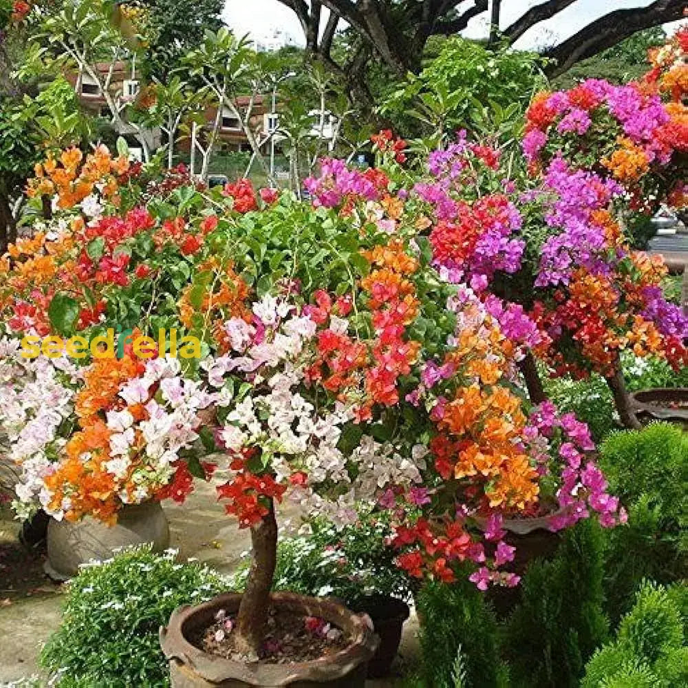 Mix Color Bougainvillea Seeds For Planting - Bright And Colorful Garden Blooms Flower