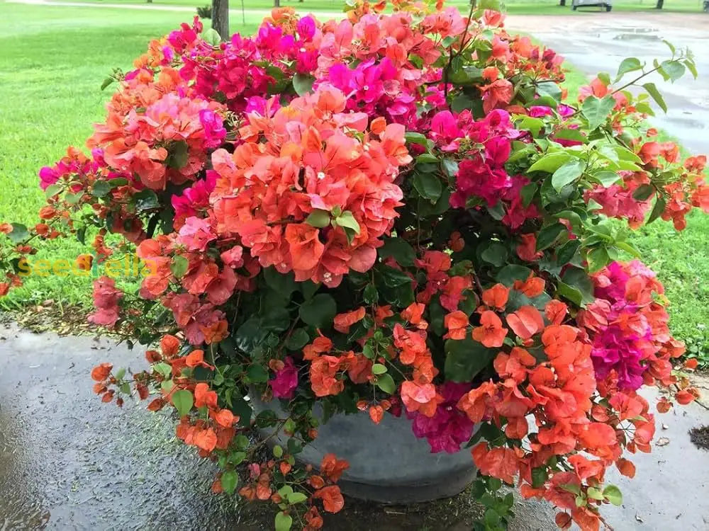 Mix Color Bougainvillea Seeds For Planting - Bright And Colorful Garden Blooms Flower