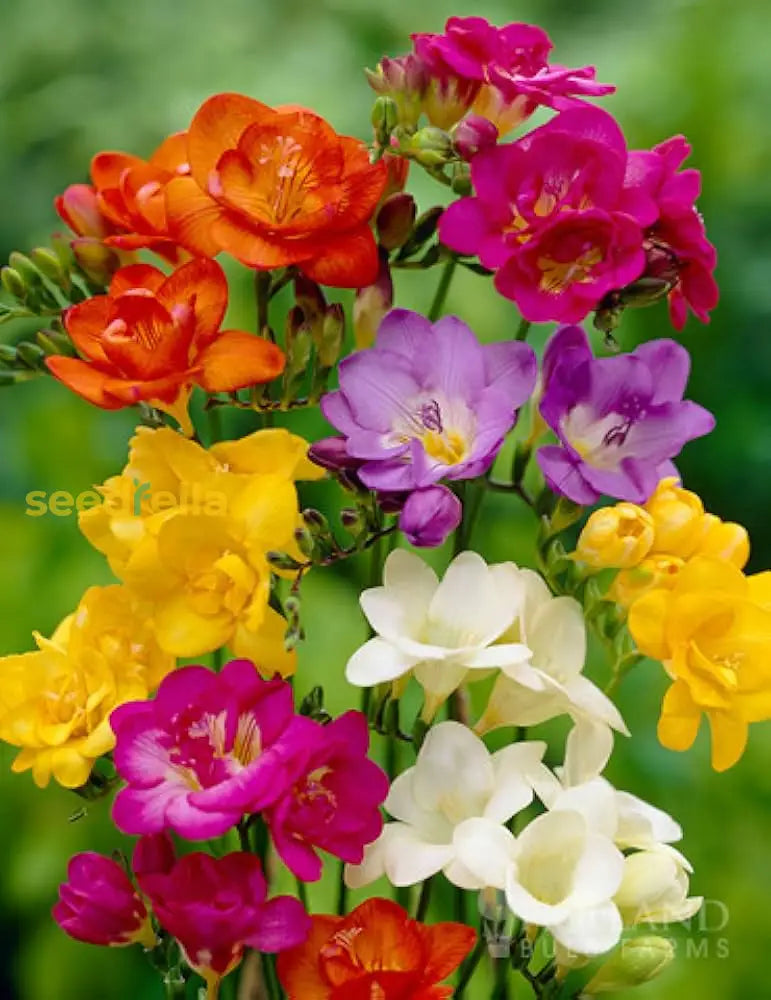 Mix Freesias Flower Planting Seeds For Vibrant Garden Blooms