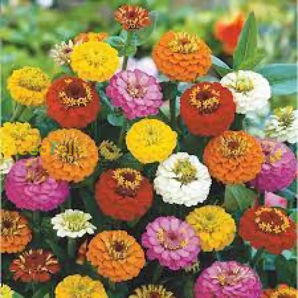 Mix Oklahoma Flower Seeds For Vibrant Garden Planting