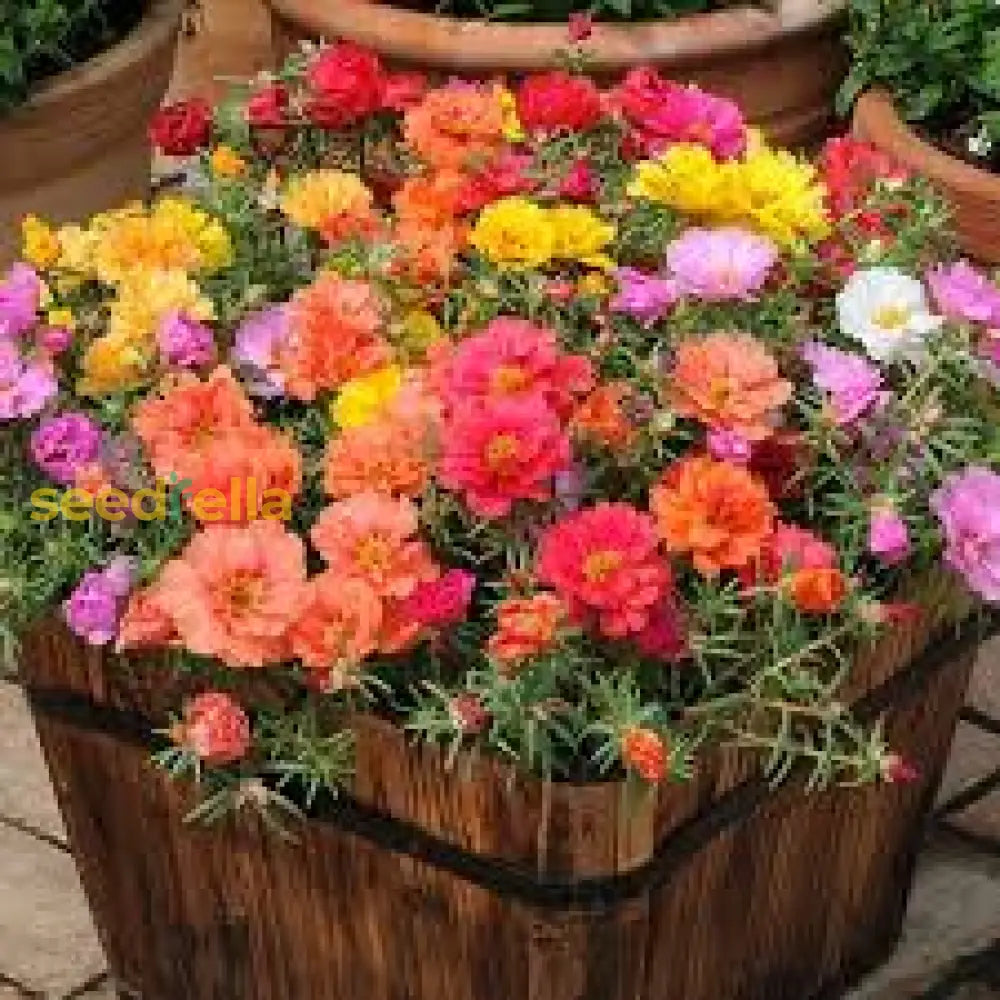 Mix Quercifolia Flower Seeds For Planting 100 Pcs