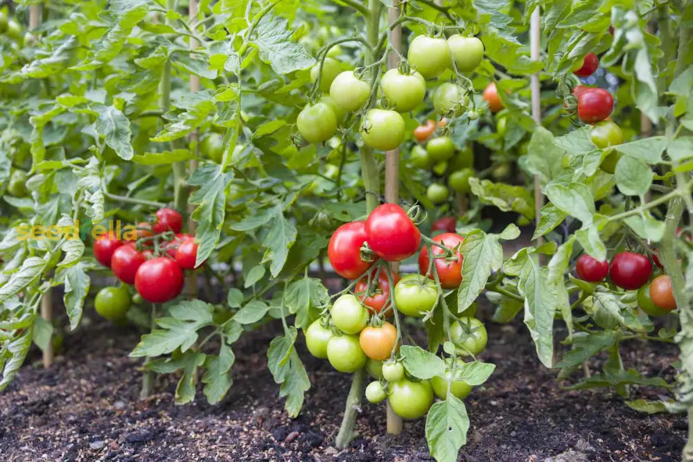 Mix Tomato seeds for planting