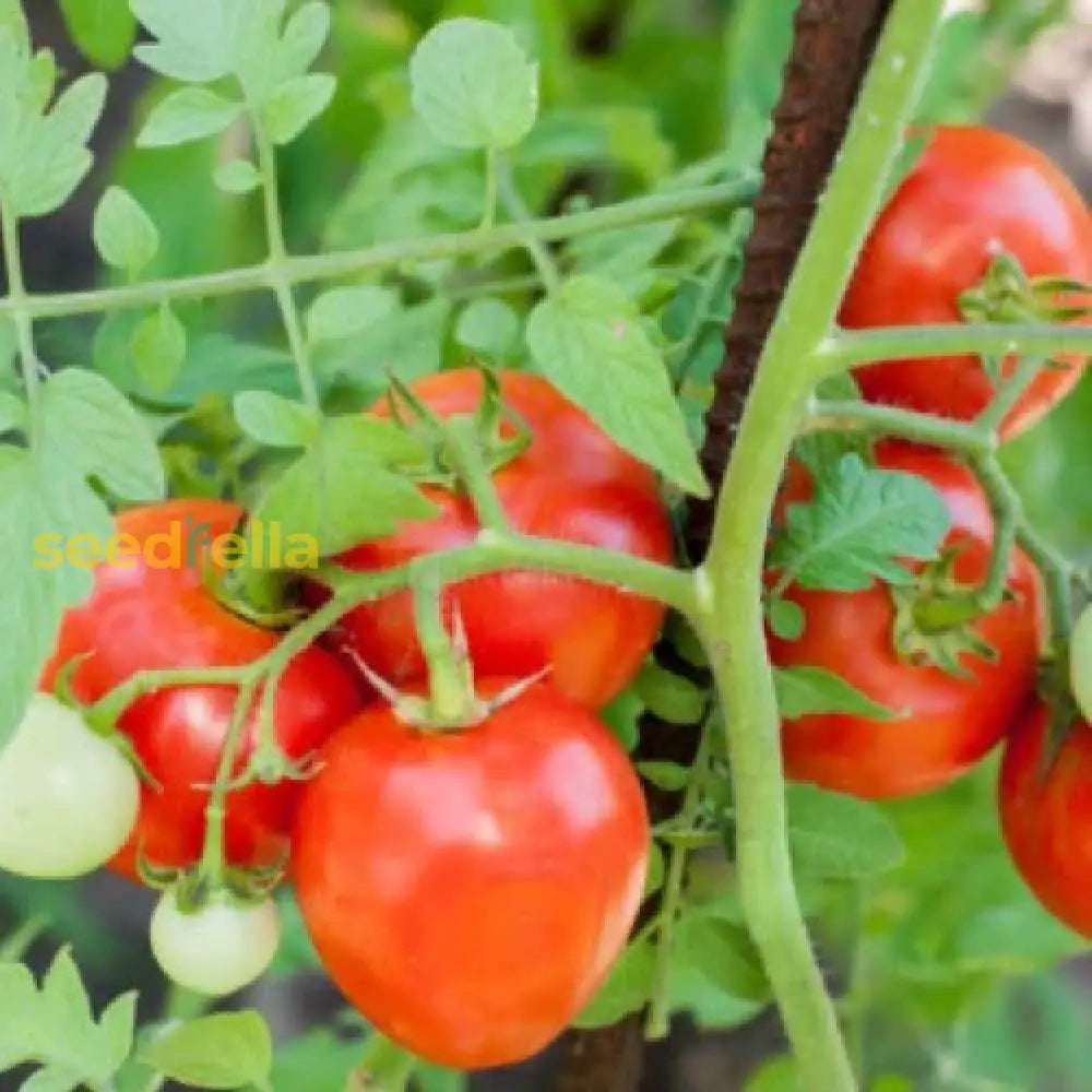 Mix Tomato Vegetable For Planting Seeds Seeds