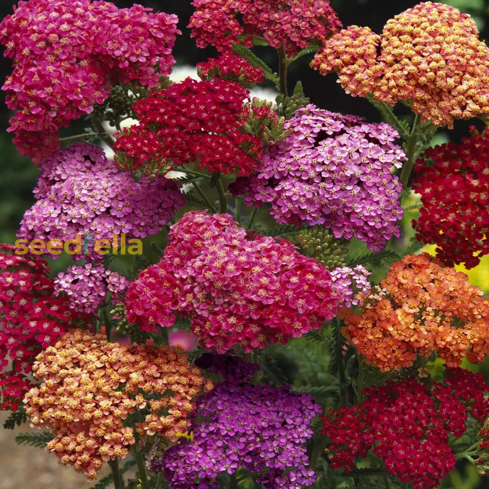 Mixed Achillea Flower Planting Seeds For Vibrant Gardens