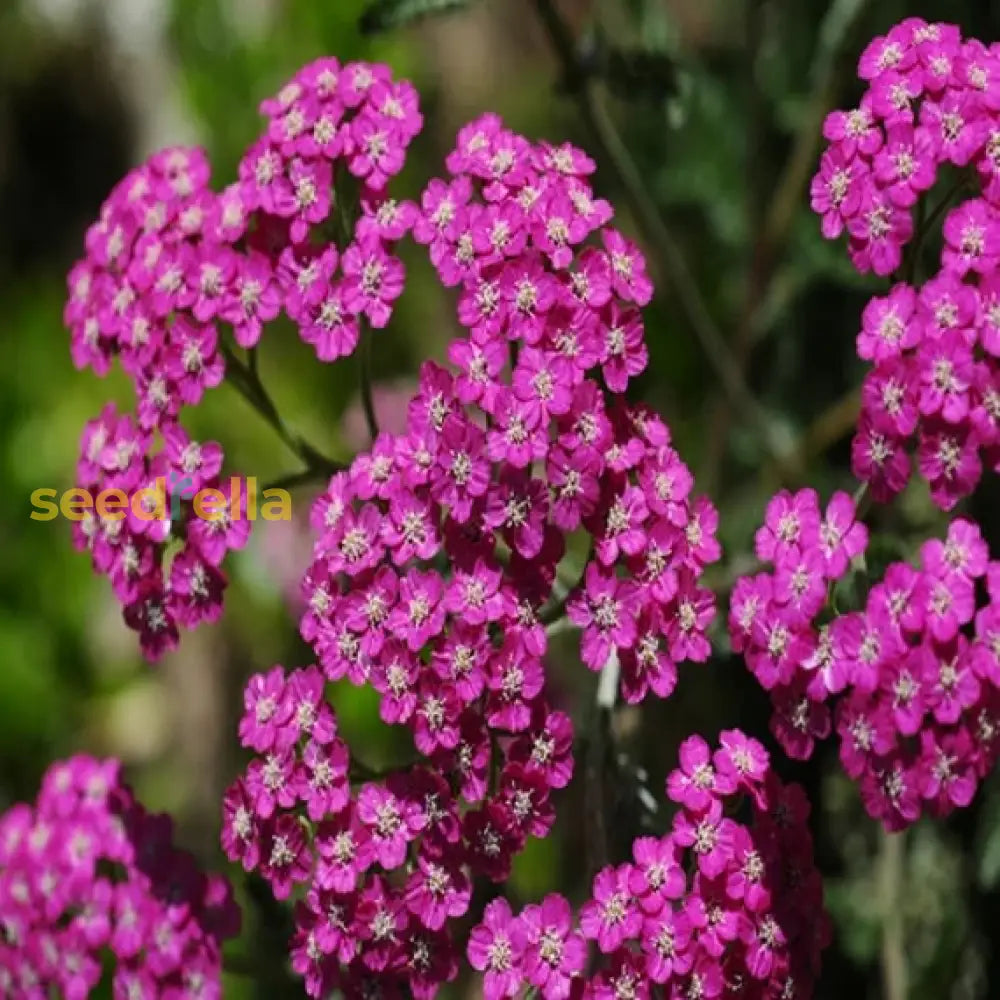 Mixed Achillea Millefolium Flower Planting Seeds For Vibrant Gardens