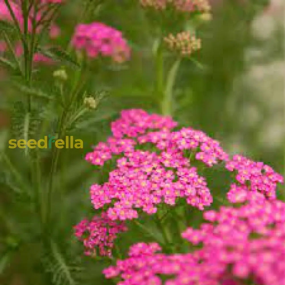 Mixed Achillea Millefolium Flower Planting Seeds For Vibrant Gardens