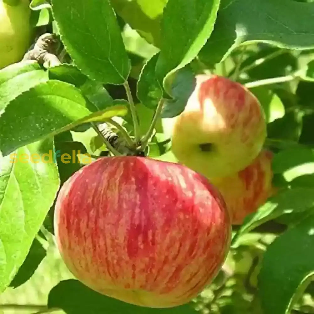 Mixed Apple Seeds for Home Garden Red & Green Varieties