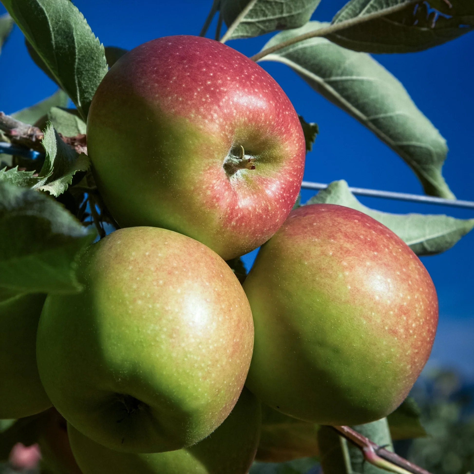 Mixed apple seeds for planting multiple apple varieties
