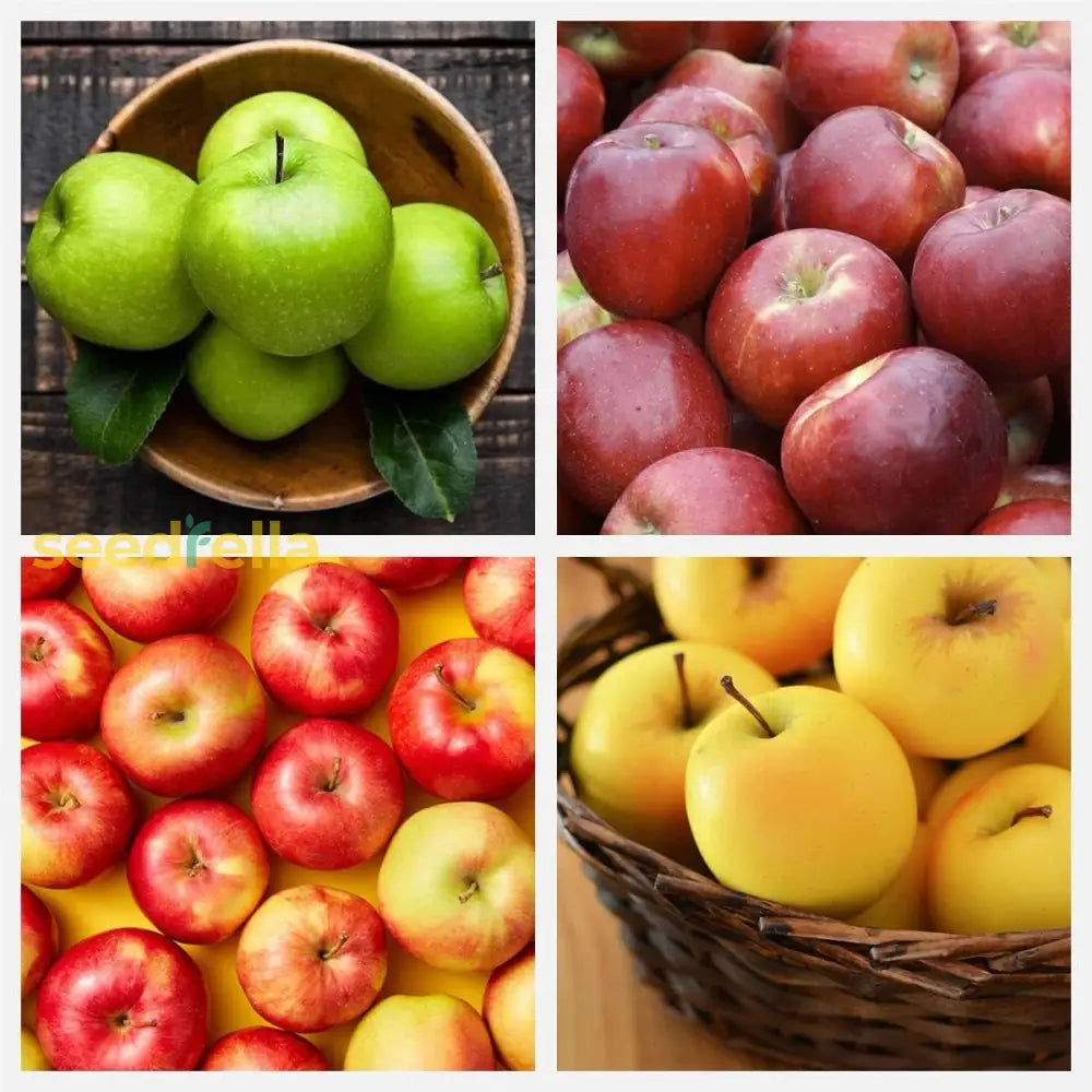 Mixed Apple Tree Seeds For Planting  Diverse Varieties A Bountiful Harvest Fruit