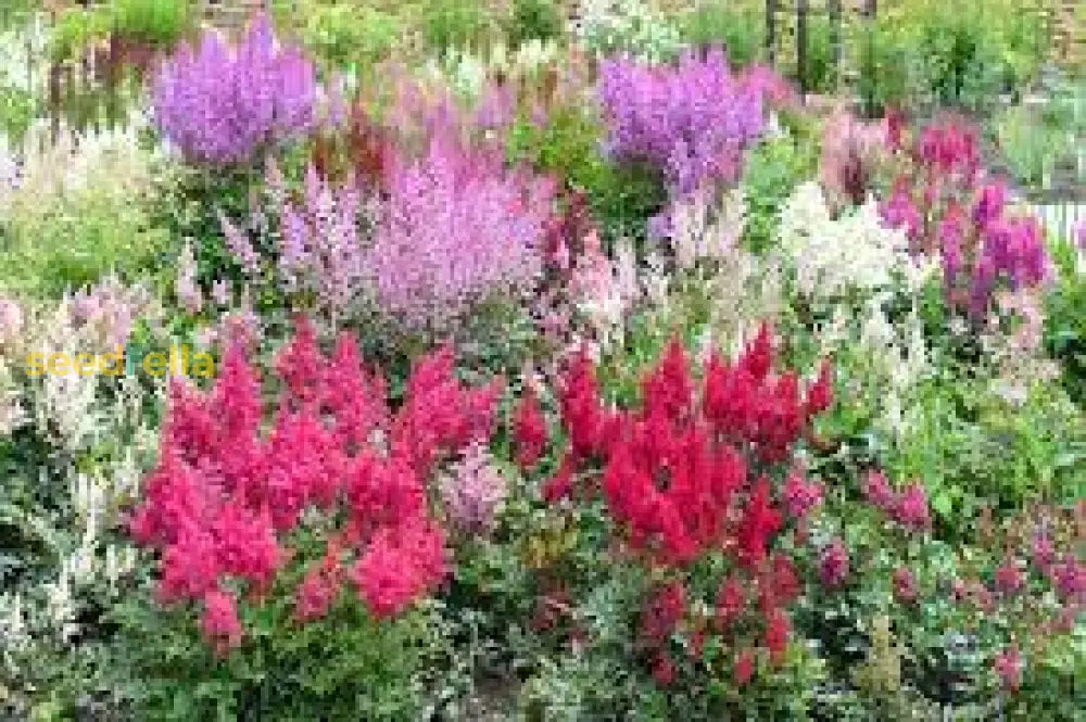 Mixed Arendsii Astilbe Flower Seeds For Easy Planting