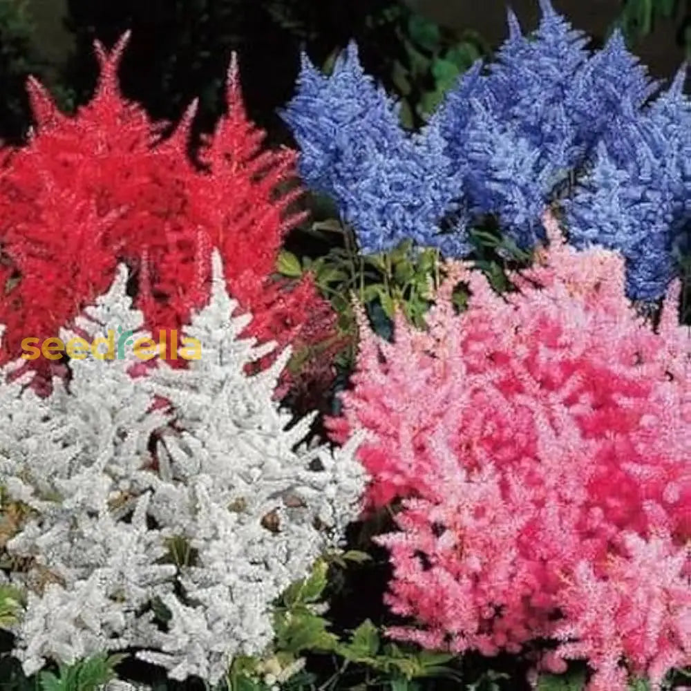 Mixed Arendsii Astilbe Flower Seeds For Easy Planting