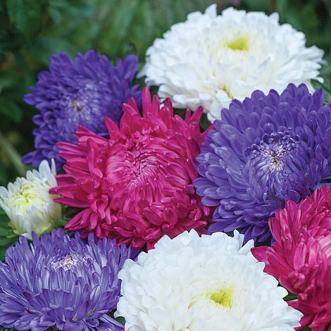 Mixed Aster Flower Seeds for Planting