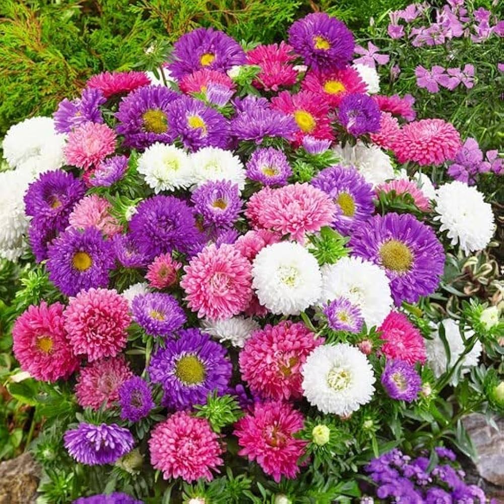 Mixed Aster Flowers in Garden Beds