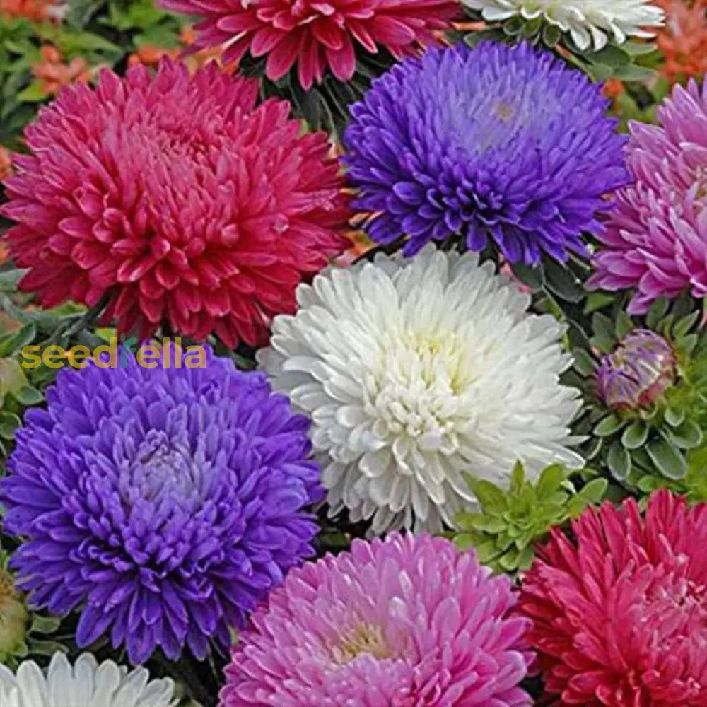 Mixed Aster Seeds For Planting - Vibrant Blooms Your Garden