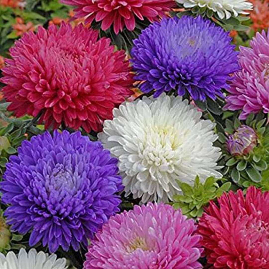 Mixed Aster Seeds for planting producing vibrant colorful blooms