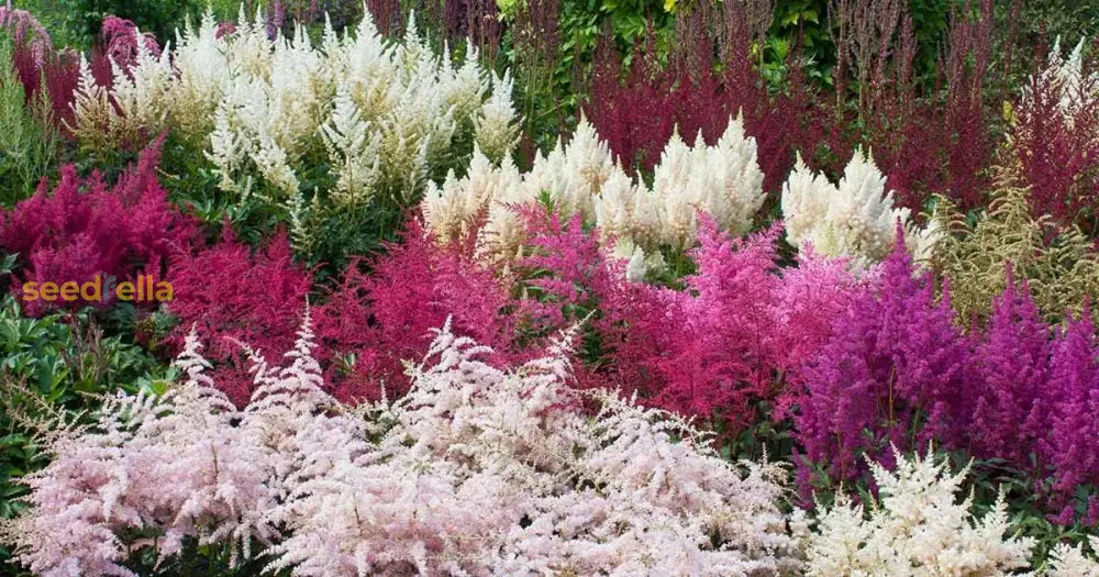 Mixed Astilbe Flower Seeds For Planting