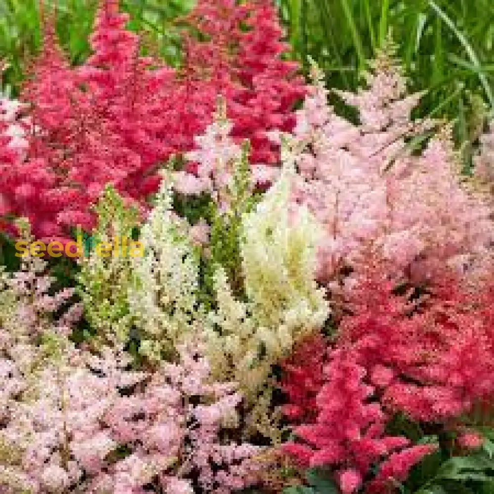 Mixed Astilbe Flower Seeds For Planting