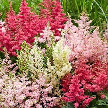 Mixed Astilbe Flower Seeds for Planting