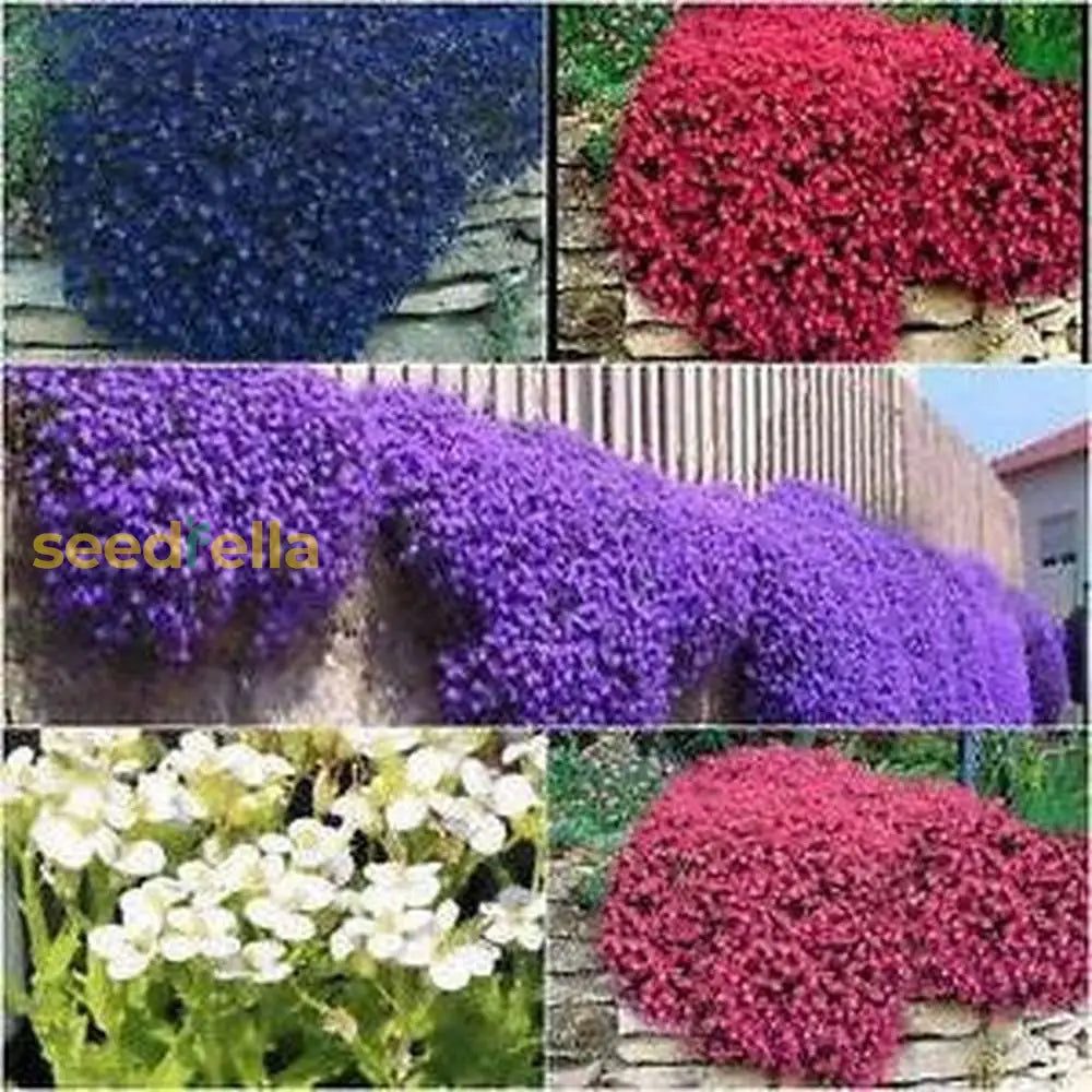 Mixed Aubrieta Hybrida Seeds For Planting - Vibrant Ground Cover Flowers Flower