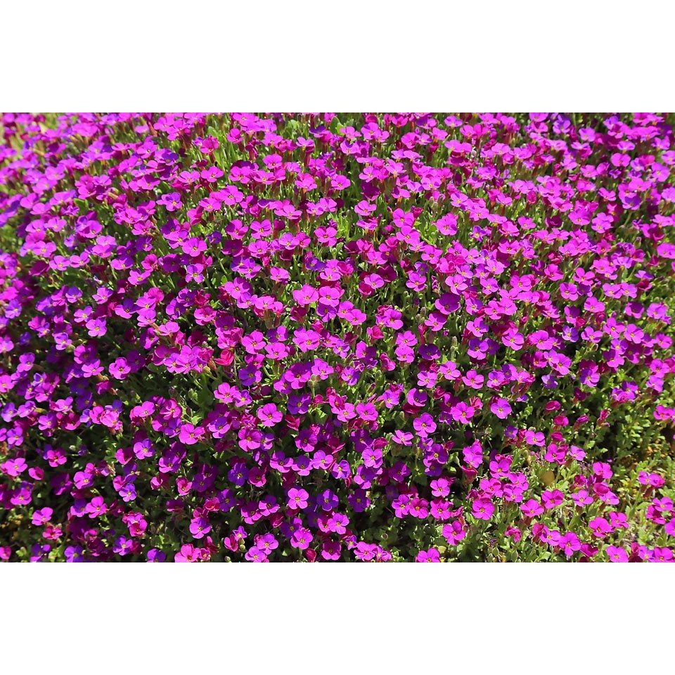 Mixed Aubrieta Flowers Cascading Over Garden Walls