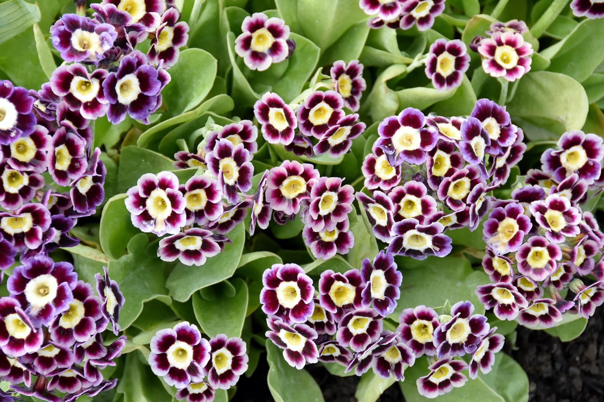 Mixed Auricula Flower Seeds