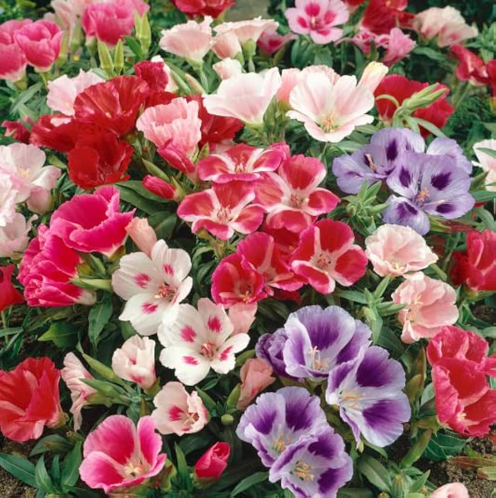 Mixed Azalea Flower Seeds for Planting