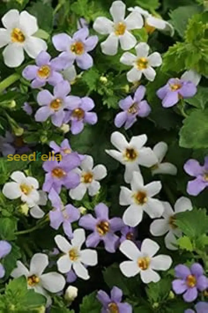 Mixed Bacopa Utopia Flower Seeds For Planting