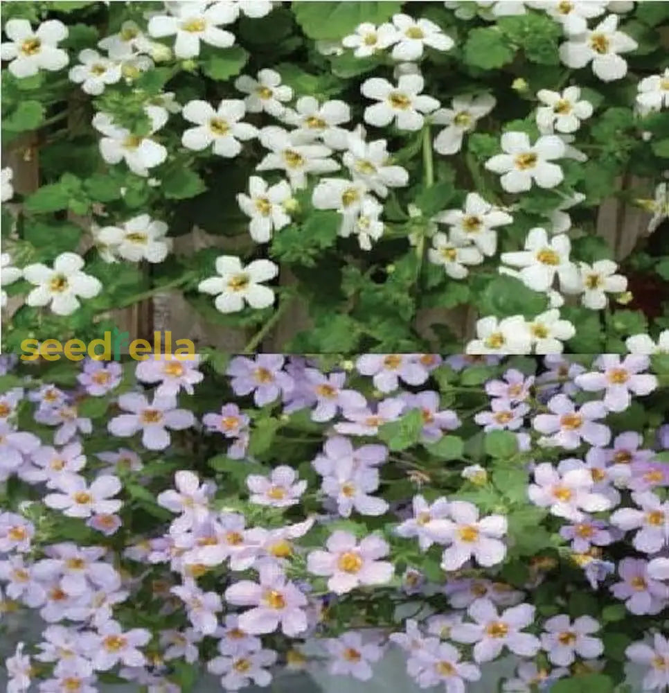 Mixed Bacopa Utopia Flower Seeds For Planting