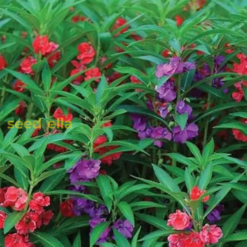 Mixed Balsam Flower Seeds For Planting