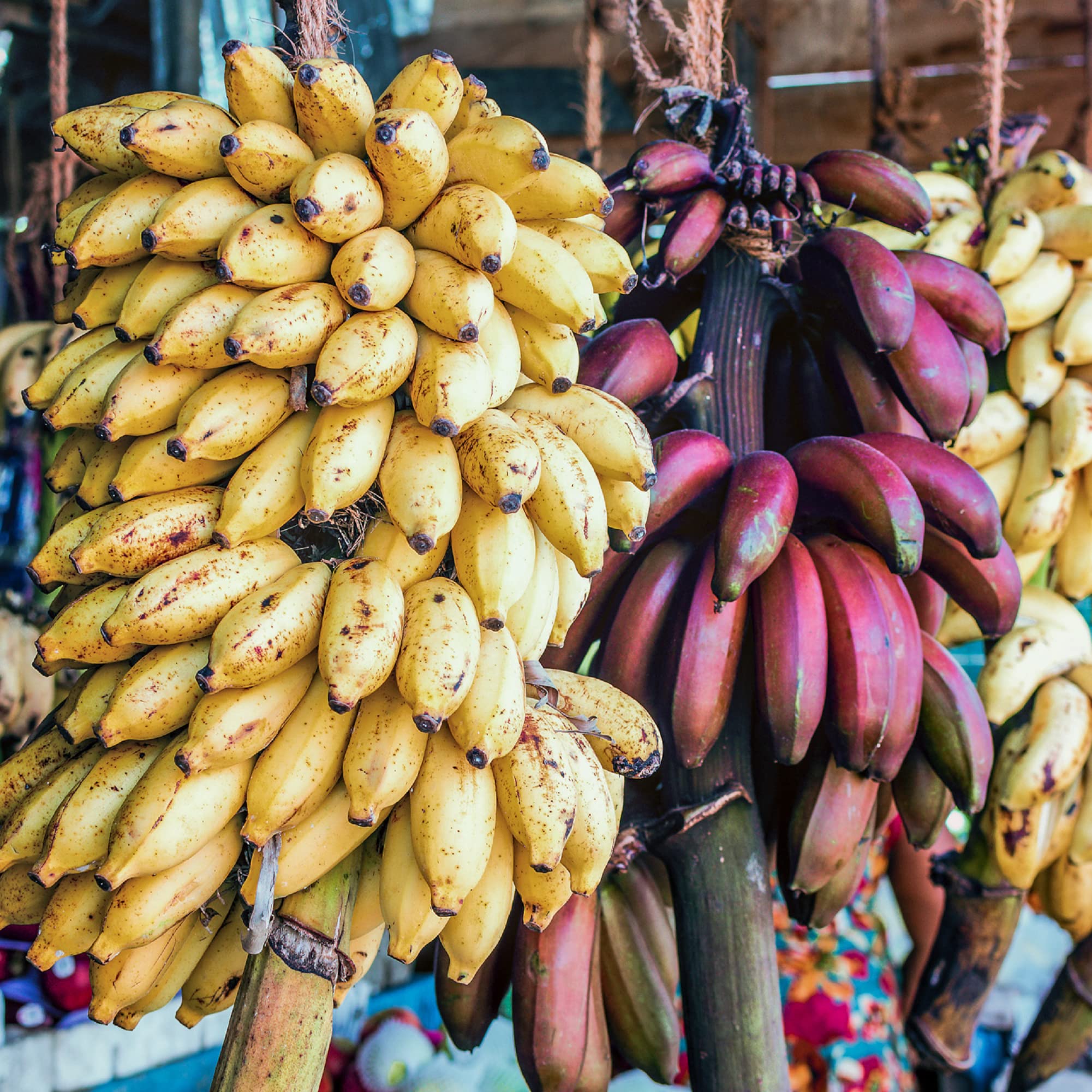 Mixed Banana seeds for planting Musa spp.
