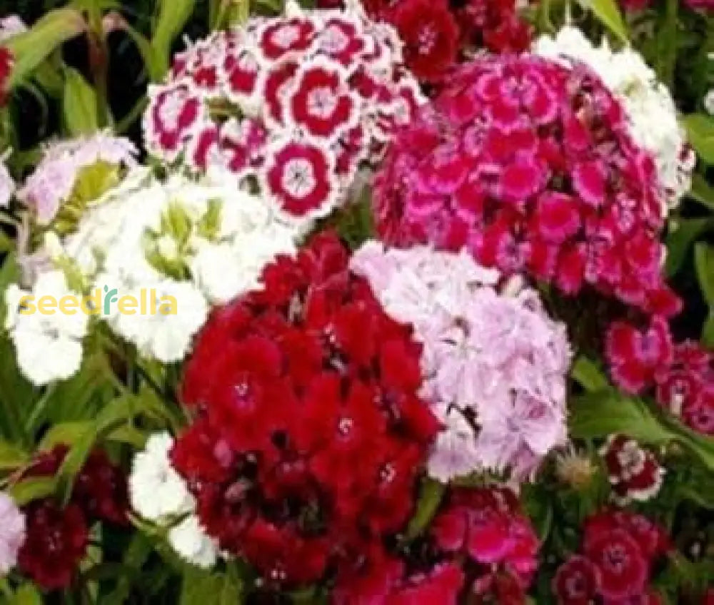 Mixed Barbatus Flower Seeds For Vibrant Planting